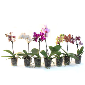 Orchid, 3.5in, Phalaenopsis Single Spike