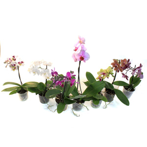 Orchid, 3.5in, Phalaenopsis Single Spike