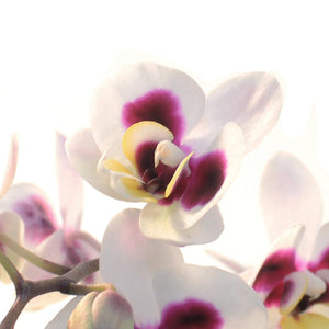 Orchid, 3.5in, Phalaenopsis Single Spike