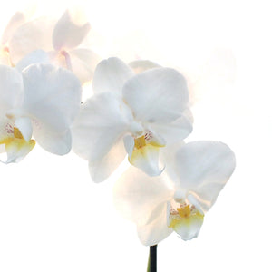 Orchid, 3.5in, Phalaenopsis Single Spike