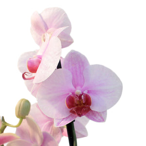 Orchid, 3.5in, Phalaenopsis Single Spike