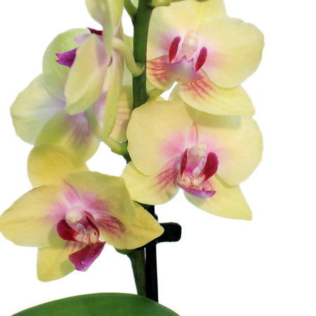 Orchid, 3.5in, Phalaenopsis Single Spike