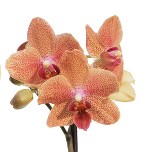 Orchid, 3.5in, Phalaenopsis Single Spike