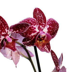 Orchid, 3.5in, Phalaenopsis Single Spike