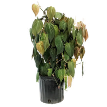 Load image into Gallery viewer, Philodendron, 10in , Micans Totem
