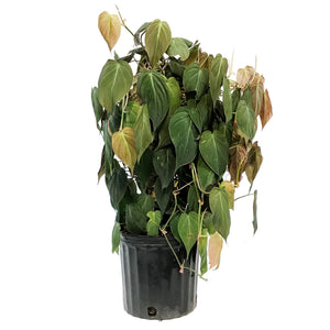 Philodendron, 10in , Micans Totem