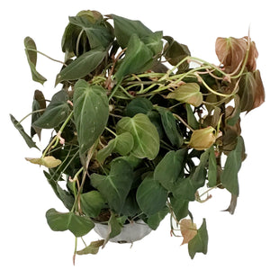 philodendron micans totem Philodendron, 10in , Micans Totem – Floral Acres Greenhouse & Garden Centre