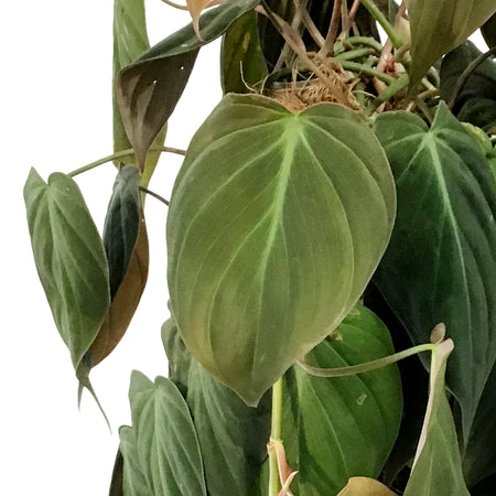 Philodendron, 10in , Micans Totem