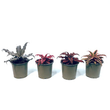 Load image into Gallery viewer, Cryptanthus, 3.5in, Earth Star Assorted
