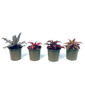 Cryptanthus, 3.5in, Earth Star Assorted