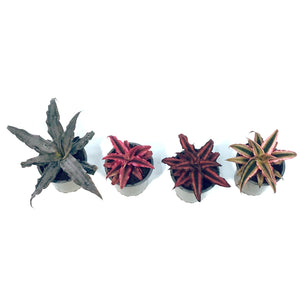 Cryptanthus, 3.5in, Earth Star Assorted