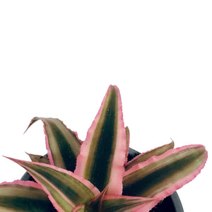 Cryptanthus, 3.5in, Earth Star Assorted