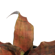 Load image into Gallery viewer, Cryptanthus, 3.5in, Earth Star Assorted
