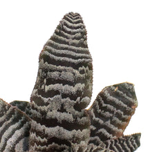 Load image into Gallery viewer, Cryptanthus, 3.5in, Earth Star Assorted
