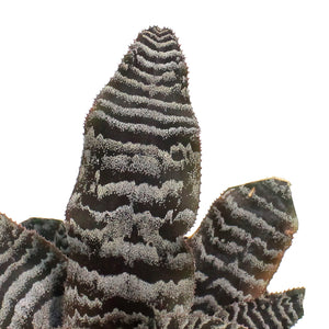 Cryptanthus, 3.5in, Earth Star Assorted