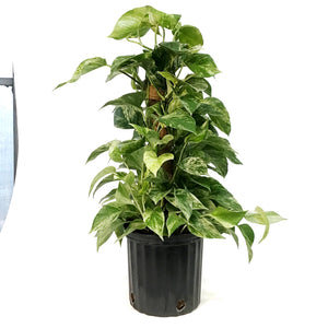 Pothos, 10in, Marble Queen, Totem