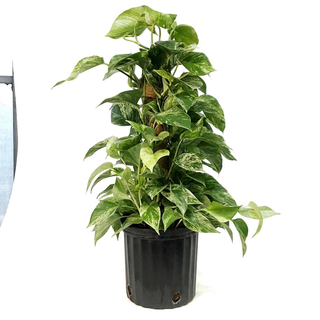 Pothos, 10in, Marble Queen, Totem