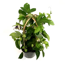 Load image into Gallery viewer, Passion Flower, 7in, on a Trellis
