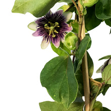 Load image into Gallery viewer, Passion Flower, 7in, on a Trellis
