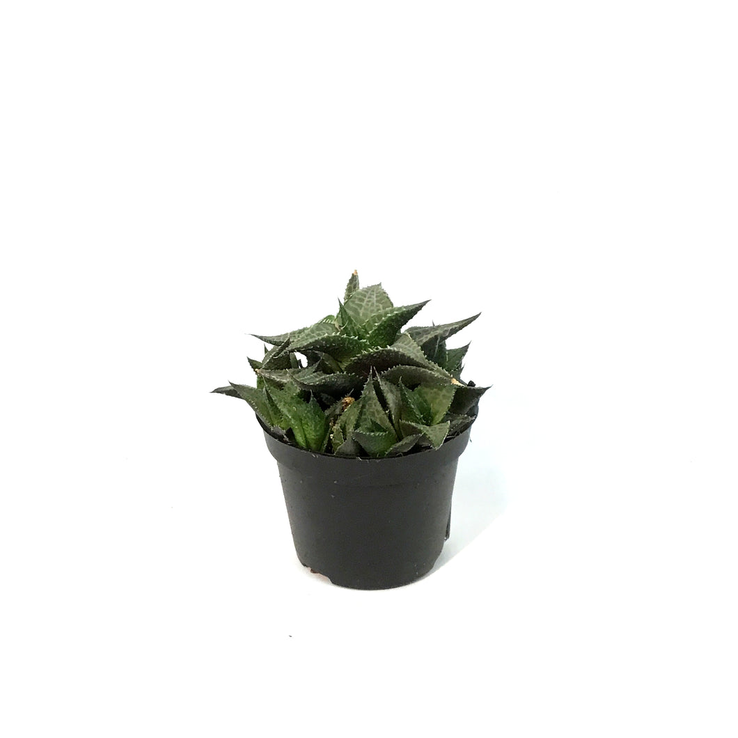 Succulent, 2.5in, Haworthia Tessellata