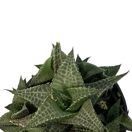 Succulent, 2.5in, Haworthia Tessellata