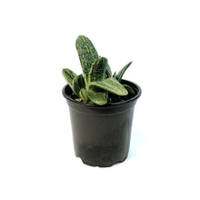 Load image into Gallery viewer, Succulent, 4in, Gasteria Little Warty
