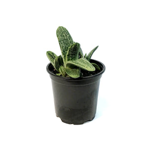 Succulent, 4in, Gasteria Little Warty