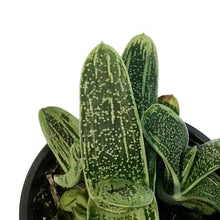 Load image into Gallery viewer, Succulent, 4in, Gasteria Little Warty
