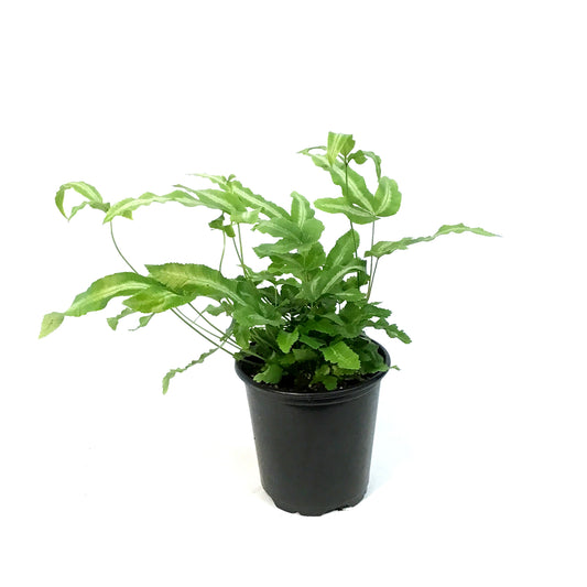 Fern, 3.5in, Mayi