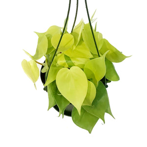 Philodendron, 6in hb, Lemon Cordatum