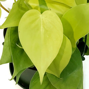 Philodendron, 6in hb, Lemon Cordatum