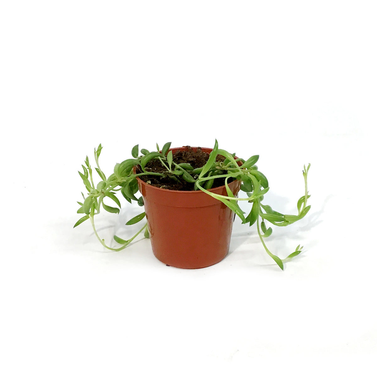 String of Bananas, 2.5in, Senecio radicans