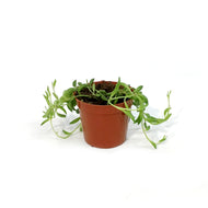 String of Bananas, 2.5in, Senecio radicans