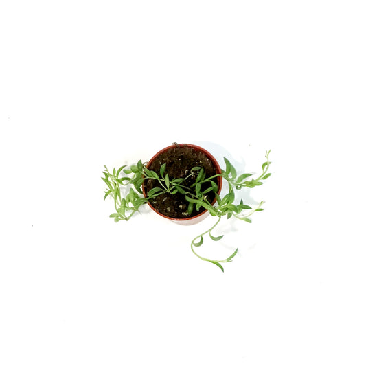String of Bananas, 2.5in, Senecio radicans