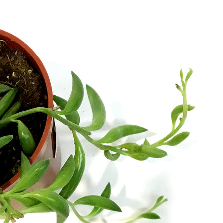 String of Bananas, 2.5in, Senecio radicans