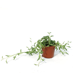 String of Dolphins, 2.5in, Senecio peregrinus