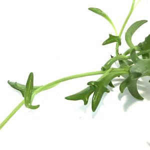 String of Dolphins, 2.5in, Senecio peregrinus