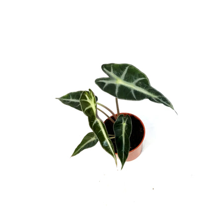 Alocasia, 2.5in, Bambino
