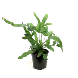 Fern, 4in, Rabbit's Foot