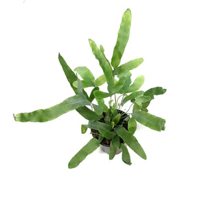 Fern, 4in, Rabbit's Foot