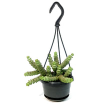 Load image into Gallery viewer, Hottentot, 4in,HB
