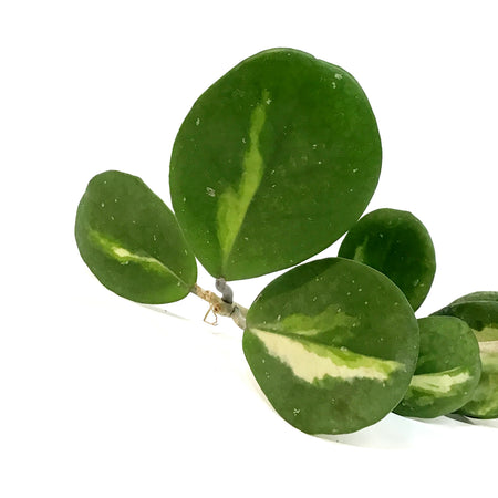 Hoya, 2.75in, Obovata Variegated