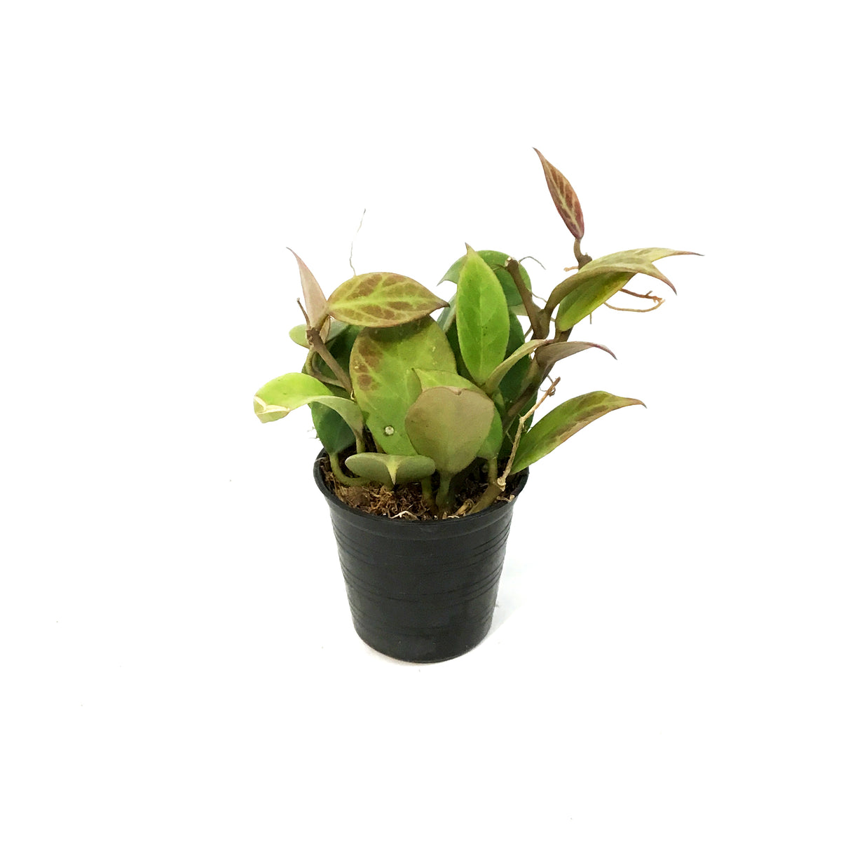 Hoya, 2.75in, Sunrise