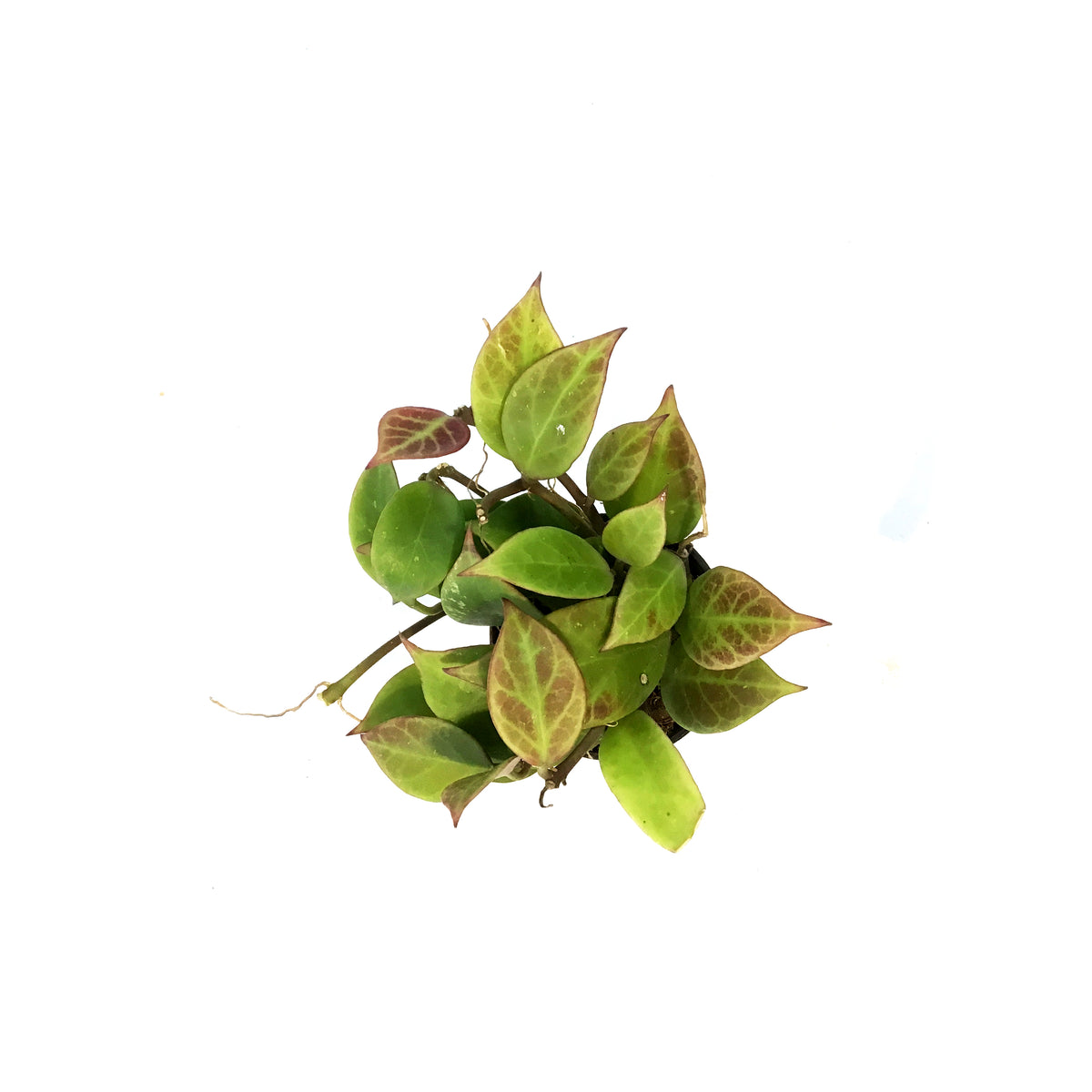 Hoya, 2.75in, Sunrise