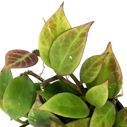 Hoya, 2.75in, Sunrise