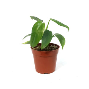 Philodendron, 4in,Jerry Horn