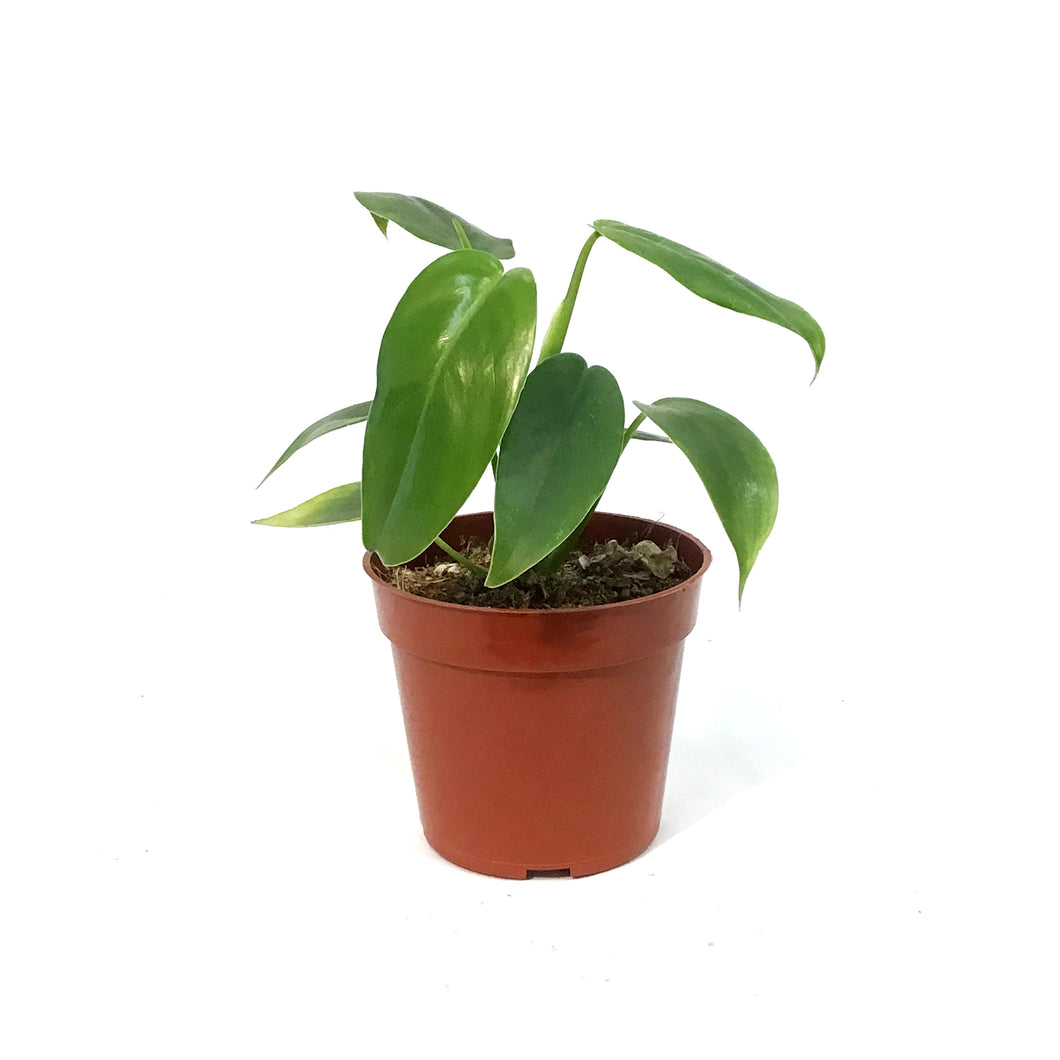 Philodendron, 4in,Jerry Horn