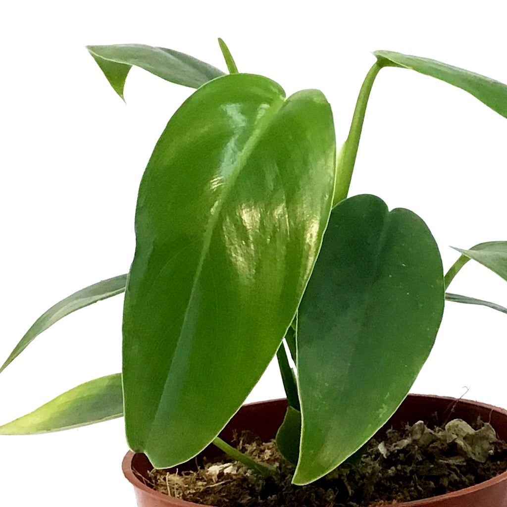 philodendron jerry horn Philodendron, 4in,Jerry Horn
