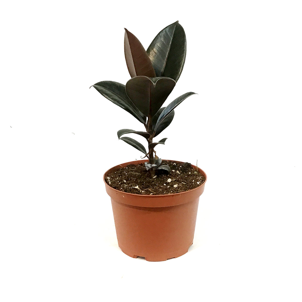 Ficus, 6in, Burgundy