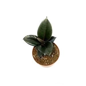 Ficus, 6in, Burgundy